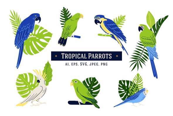 CreativeMarket - 7 Tropical Parrot Illustrations - 42157237
