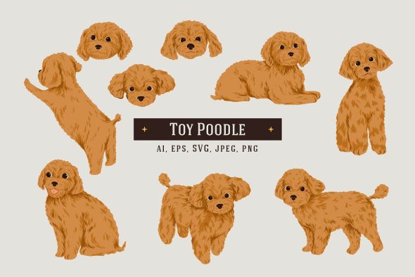 CreativeMarket - 9 Toy Poodle Dogs - 91609700